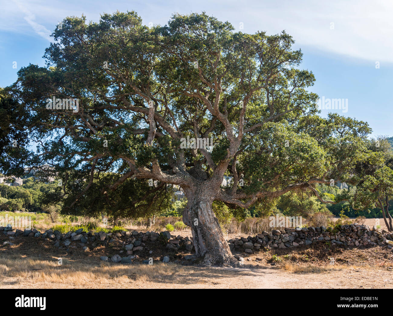 Chêne-liège (Quercus suber), Corse, France Banque D'Images