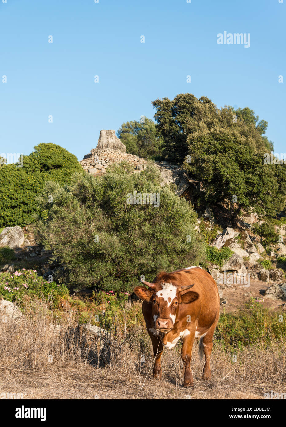 Vache brune avant le pâturage dans un site archéologique de la période néolithique, Filitosa, Corse, France Banque D'Images