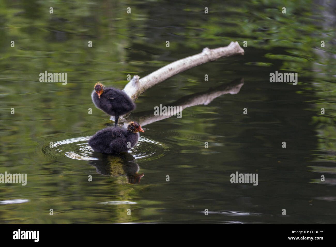 La Gallinule poule-d'eau (aka Swamp) Poulet (Gallinula chloropus) les poussins, les jardins de Chiswick, Chiswick, London, Greater London, Angleterre Banque D'Images