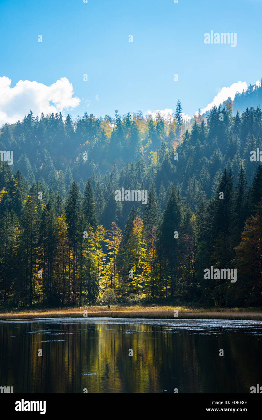 Automne Forêt avec lac Spitzingsee, Upper Bavaria, Bavaria, Germany Banque D'Images