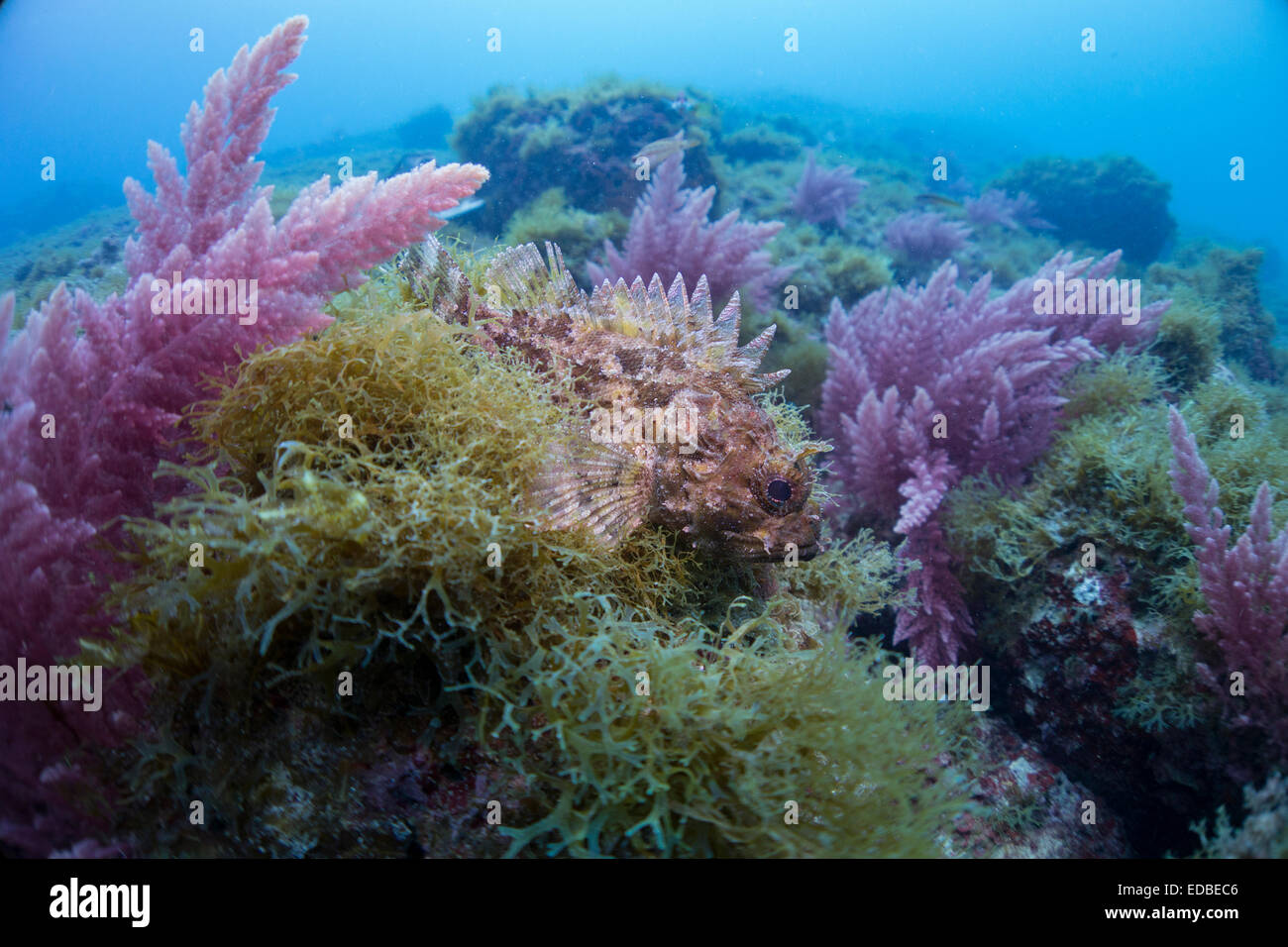 Les petits sébastes, Scorpaena transcrire, d'algues couverts rocheux dans la mer Méditerranée, Malte. Banque D'Images