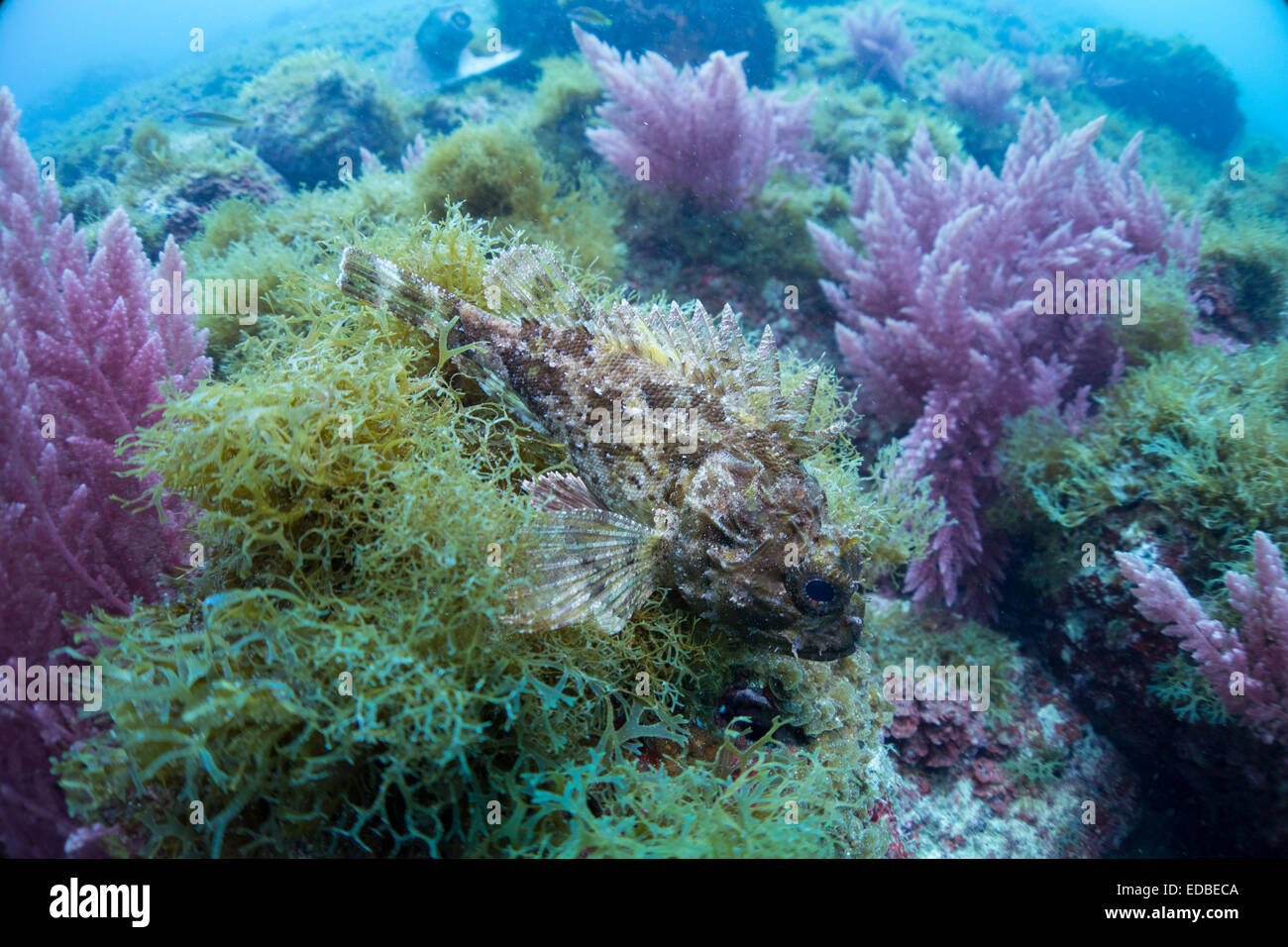 Les petits sébastes, Scorpaena transcrire, d'algues couverts rocheux dans la mer Méditerranée,Malte. Banque D'Images