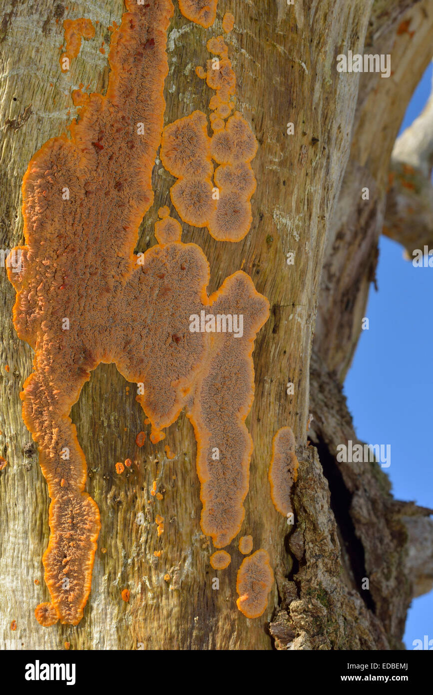 Croûte ridée Phlebia radiata - Champignon sur l'arbre mort Banque D'Images