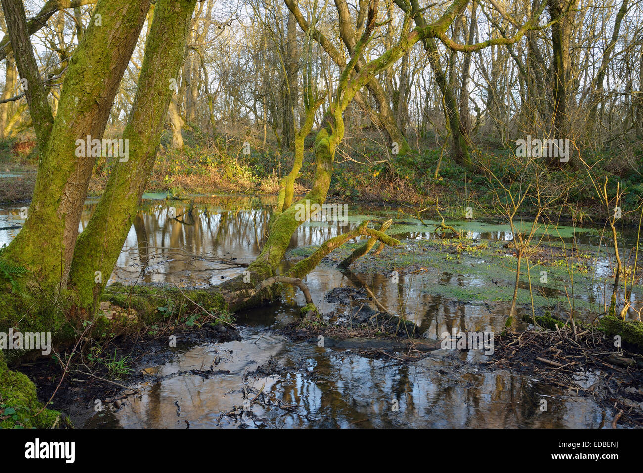 Soleil d'hiver sur bois humide, Chartreuse, collines de Mendip, Somerset Banque D'Images
