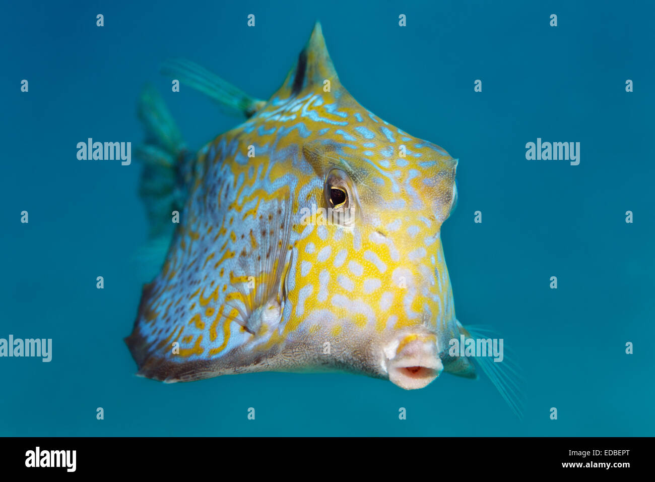 Rorqual à bosse (turretfish Tetrosomus gibbosus), grande barrière de corail, le Pacifique, l'Australie Banque D'Images