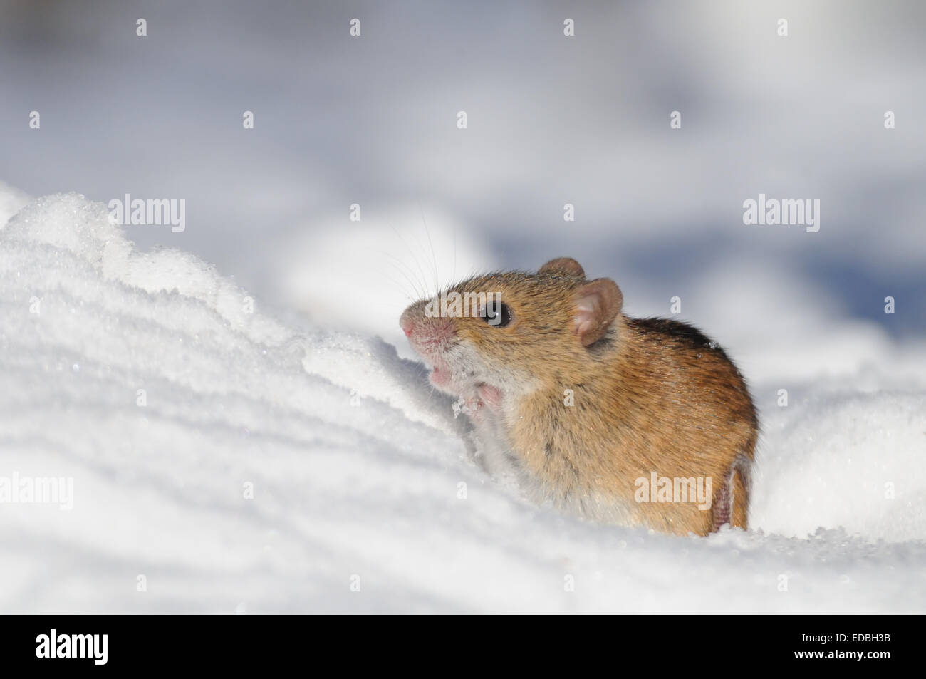 Rayé de la souris est sortie de l'orifice de la neige à la recherche de rayons de soleil à l'occasion, à Moscou, Russie. parc Banque D'Images