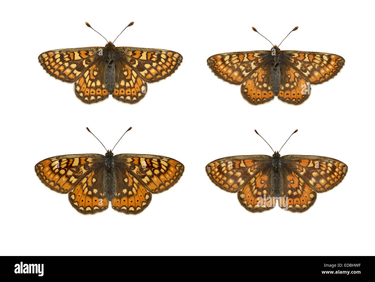 Marsh Fritillary - Euphydryas aurinia - mâle (rangée du haut) - femelle (rangée du bas). Banque D'Images