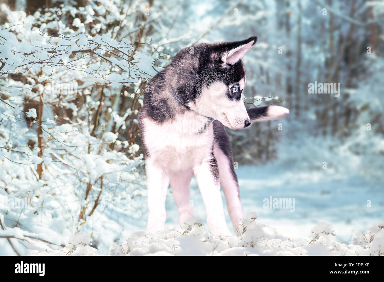 Portrait de plein air d'un jeune chien husky Banque D'Images