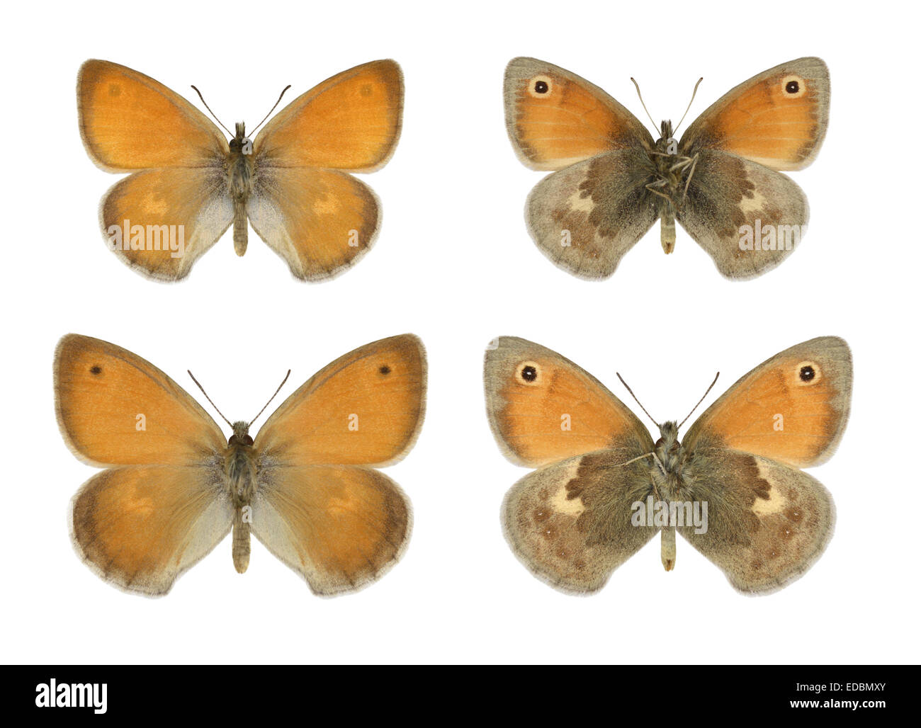 Coenonympha pamphilus - Small Heath - mâle (rangée du haut) - femelle (rangée du bas). Banque D'Images