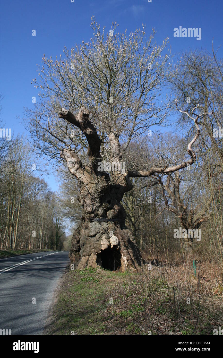 Le Gros Ventre chêne est de plus de mille ans et se trouve dans la forêt de Savernake sur le bord de Marlborough, Wiltshire, Royaume-Uni. Banque D'Images