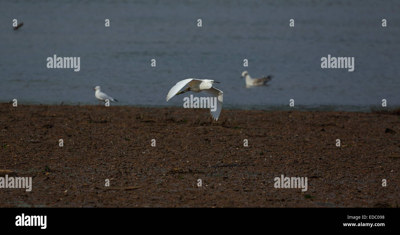 Aigrette garzette en vol au dessus de l'estuaire de la teign Banque D'Images