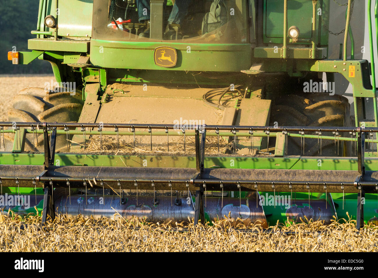 Close up de l'en-tête, du tambour et la barre de coupe à l'avant de la moissonneuse-batteuse John Deere Harvester lors de la récolte de blé, Dorset, England, UK Banque D'Images
