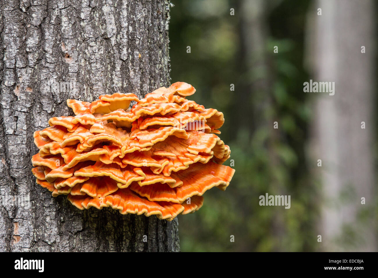 Le Poulet comestibles des bois ou des champignons plateau de soufre pousse dans les arbres. Banque D'Images