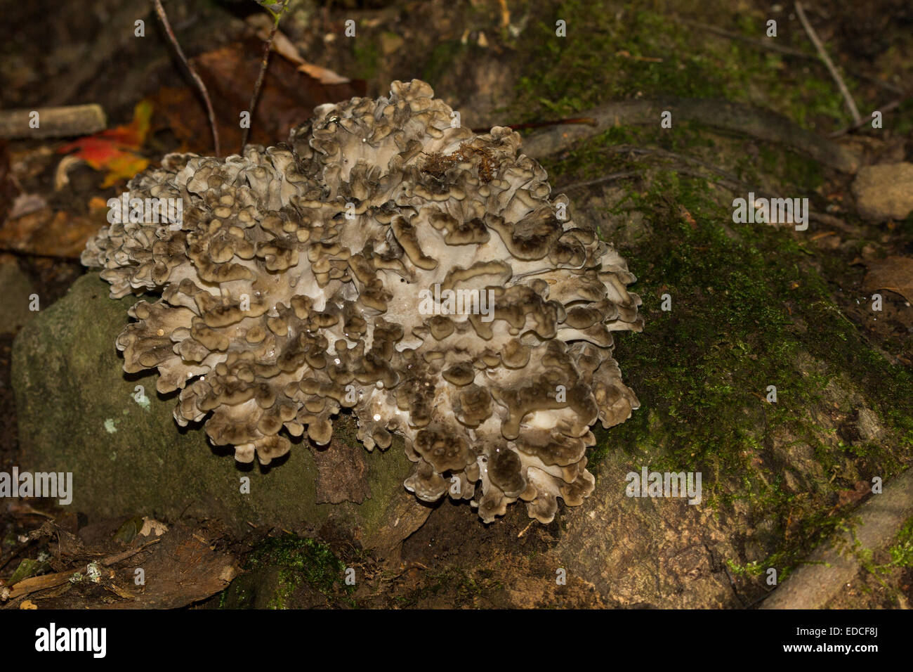 Un Maitake, ou poule des bois, champignons croissant dans la base d'un grand chêne. Banque D'Images