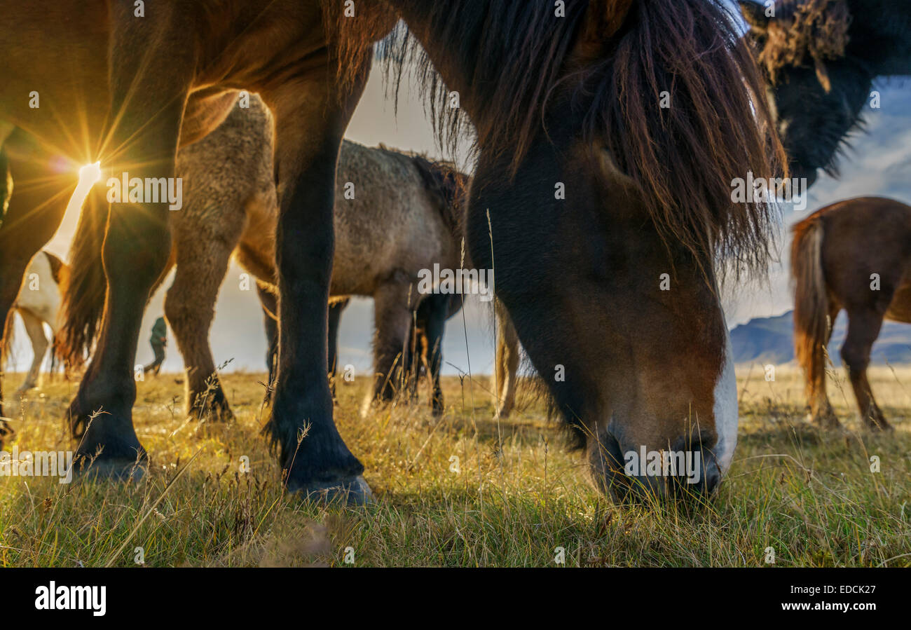 Le pâturage des chevaux Islandais, Islande Banque D'Images