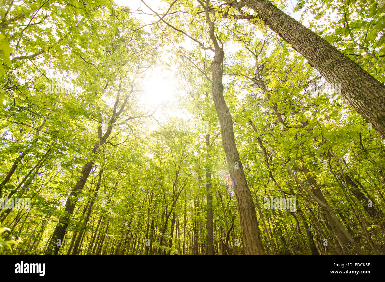 Forêt dans l'Appalachian Trail Banque D'Images