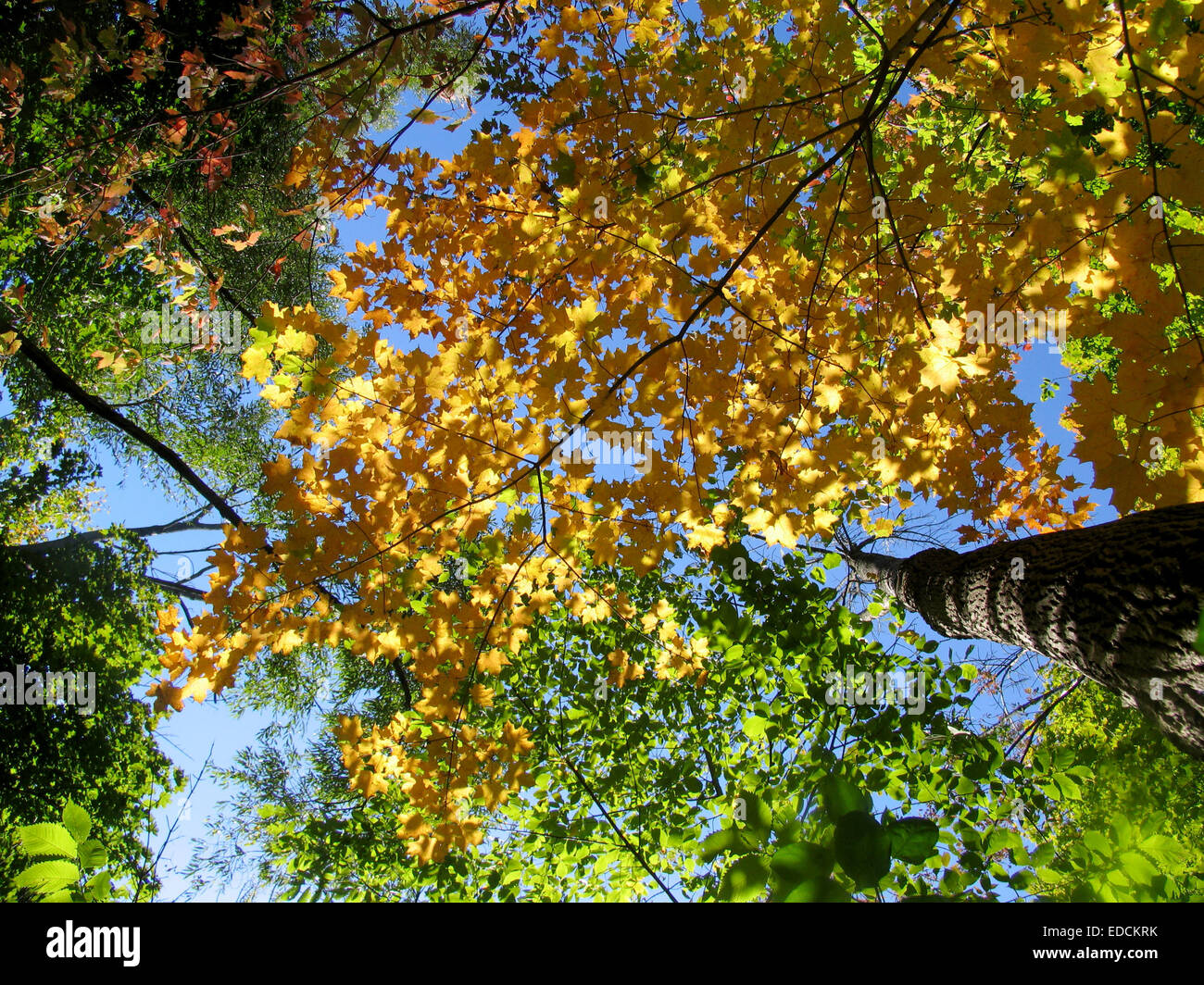 Tourné à angle faible changement de saison de l'été à l'automne dans un parc canadien Banque D'Images