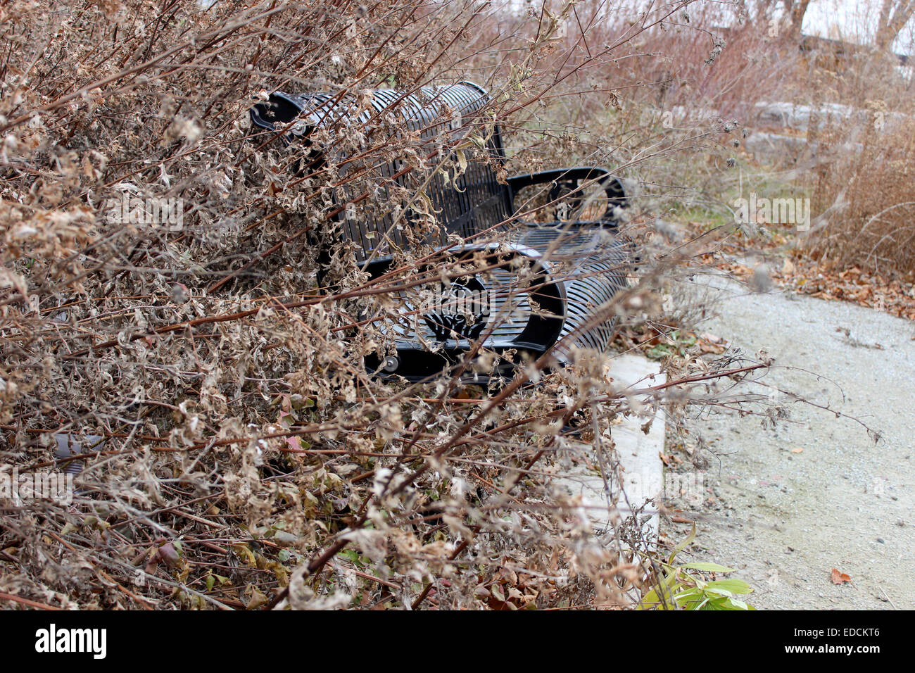 Détails photographiques d'un mystérieux Banc secret caché dans les buissons dans un parc canadien solitaire Banque D'Images