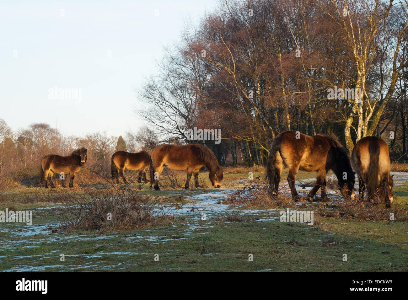 Cinq poneys Exmoor pâturage à Sutton Park sous le soleil d'après-midi Décembre Sutton Coldfield West Midlands Banque D'Images