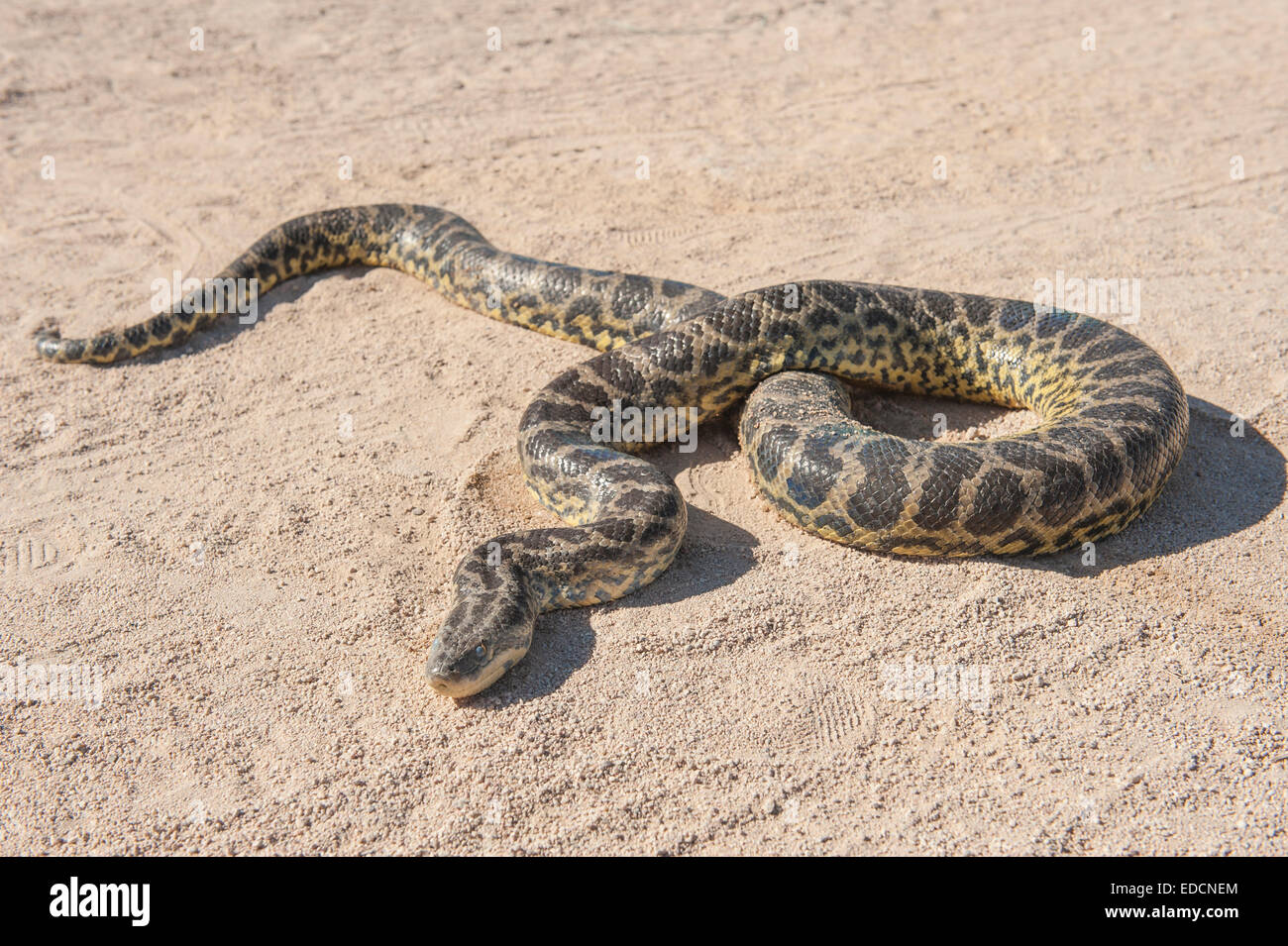 Gros plan du desert rock serpent python de ramper sur la terre aride de sable Banque D'Images
