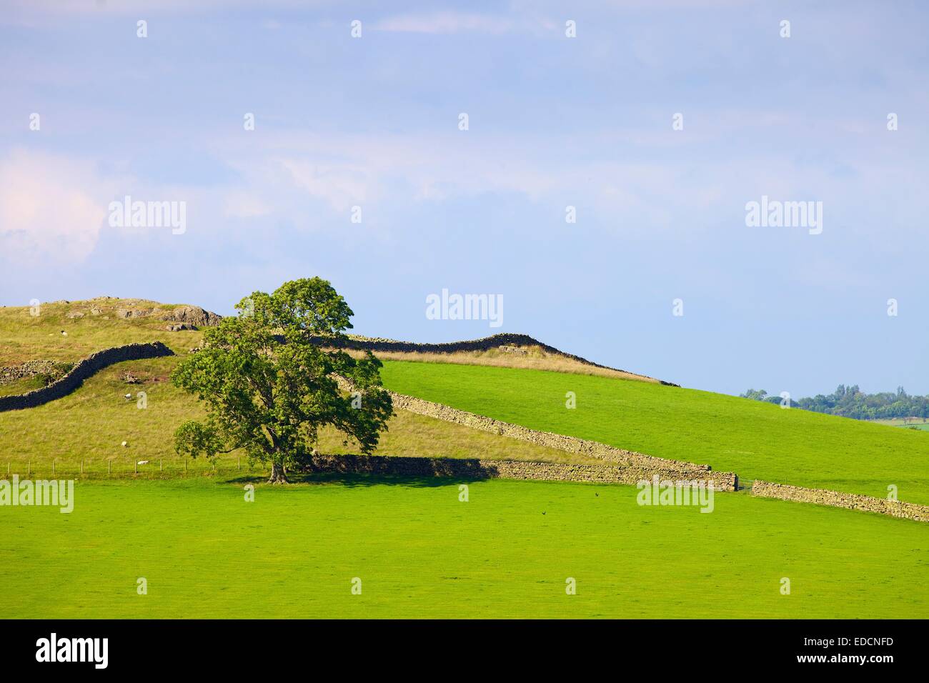 Arbre en champ en face de murs de pierres sèches. Le Wath Lime Calbeck Parc National de Lake District Cumbria England Royaume-Uni Europe Banque D'Images
