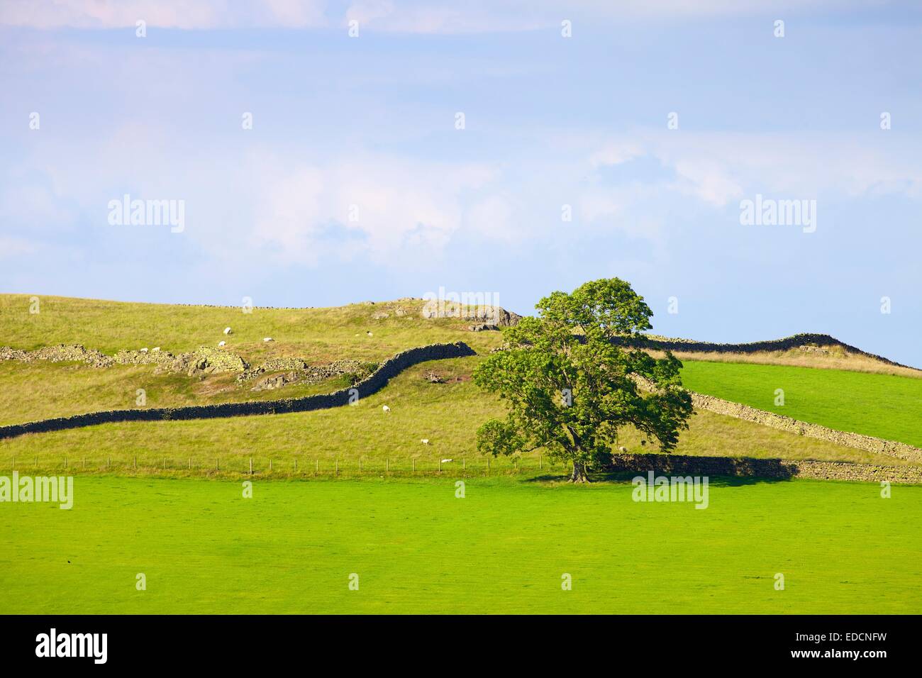 Arbre en champ en face de murs de pierres sèches. Le Wath Lime Calbeck Parc National de Lake District Cumbria England Royaume-Uni Europe Banque D'Images