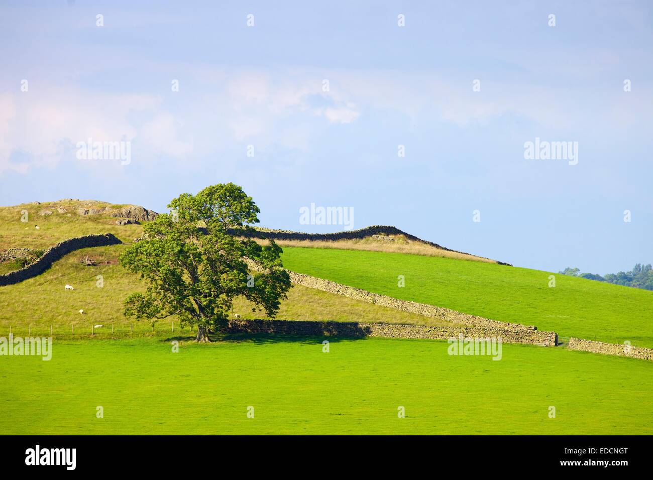 Arbre en champ en face de murs de pierres sèches. Le Wath Lime Calbeck Parc National de Lake District Cumbria England Royaume-Uni Europe Banque D'Images