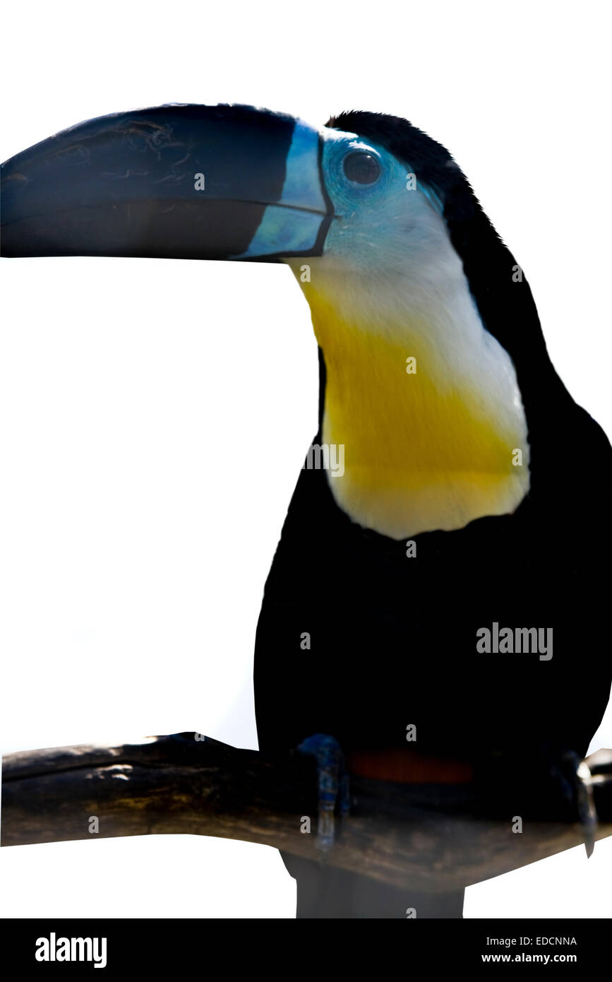 Oiseaux tropicaux Channel-billed toucant (Ramphastos vitellinus), vit en Amérique du Sud, isolé sur fond blanc. Banque D'Images