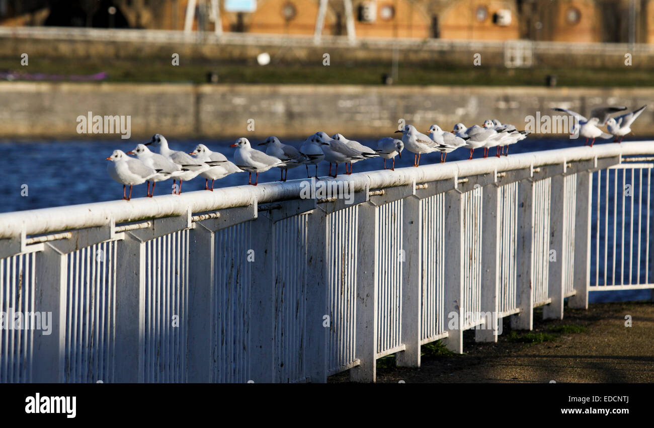 Mouettes perchées sur Riverside railing Banque D'Images