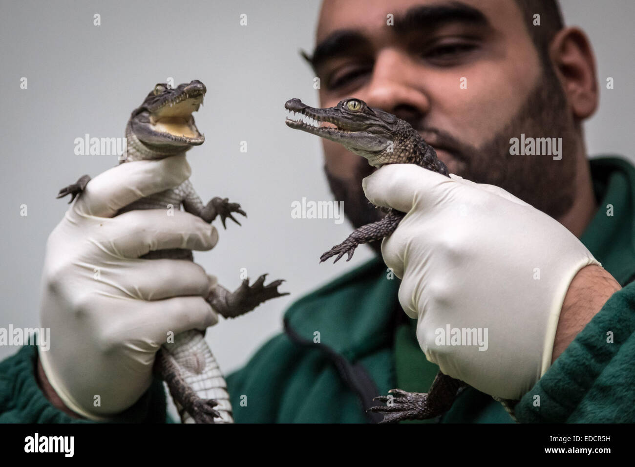 Londres, Royaume-Uni. 5Th Jan, 2015. Le Zoo de Londres (ZSL) Animal ANNUEL Bilan Crédit : Guy Josse/Alamy Live News Banque D'Images