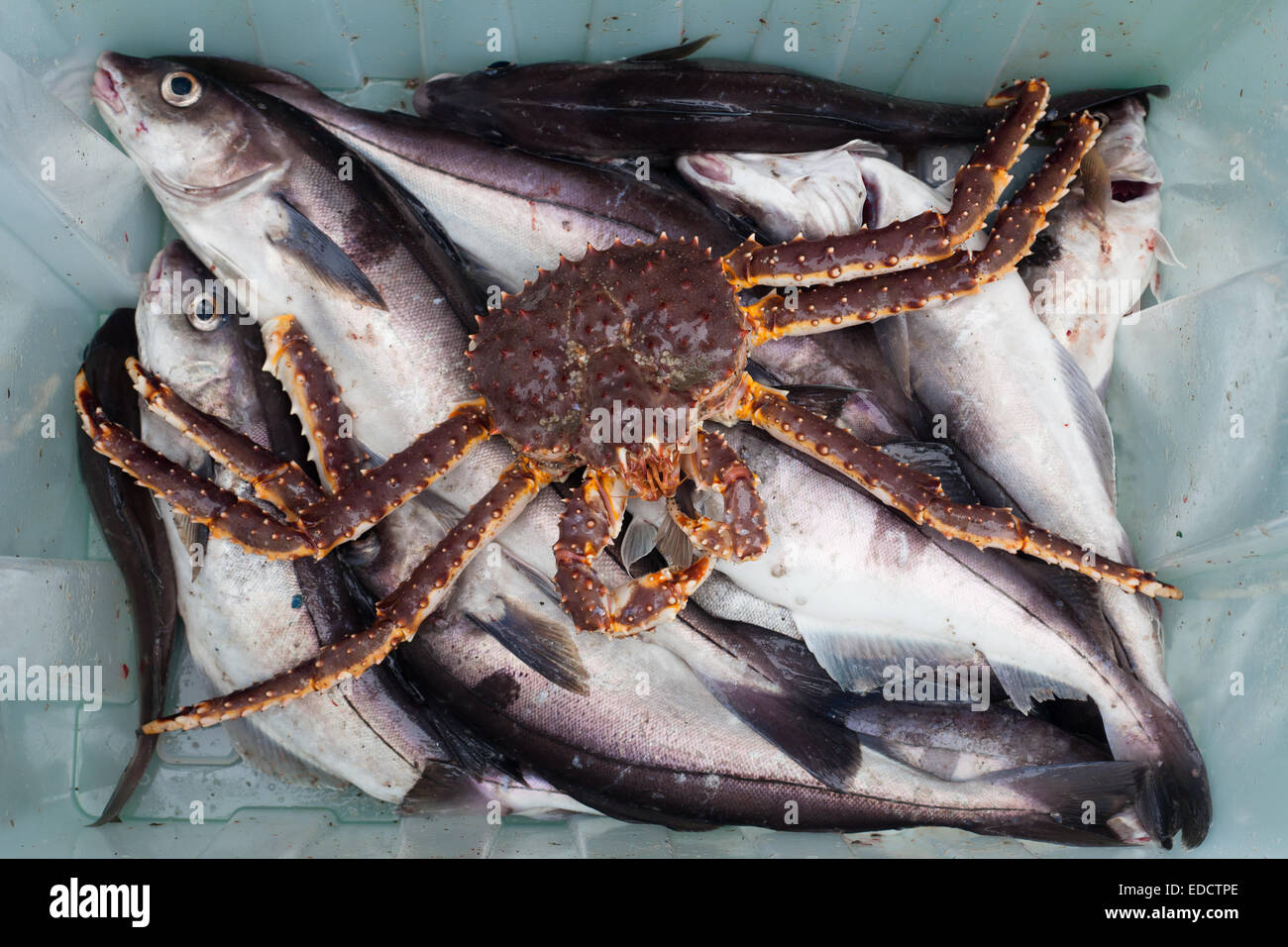 L'églefin et le crabe du Kamtchatka Banque D'Images