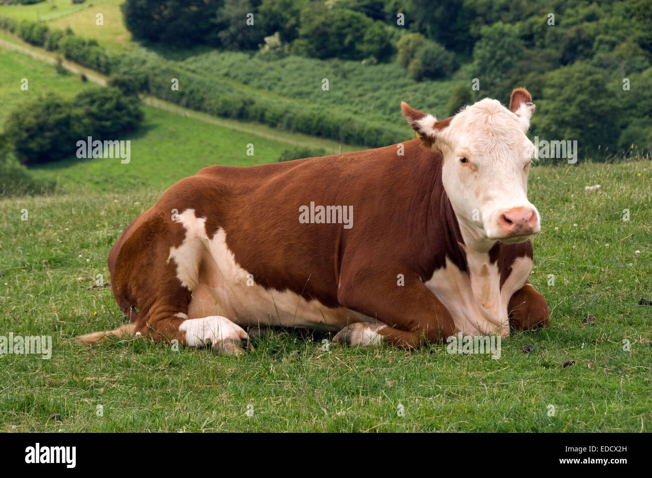 Vache Hereford. Banque D'Images