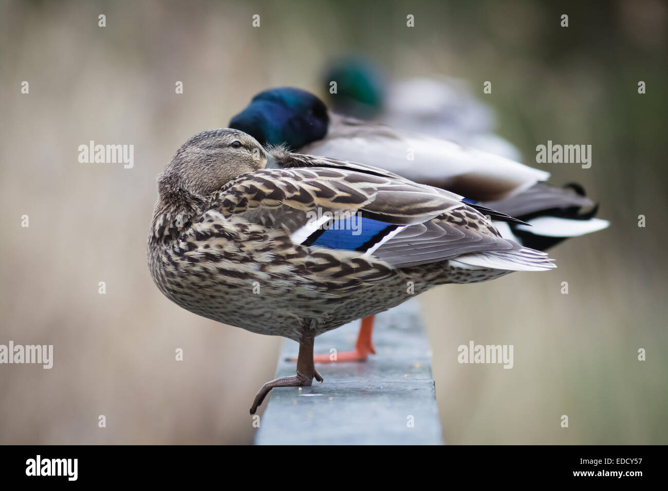 Une rangée de Canards colverts de couchage. Banque D'Images