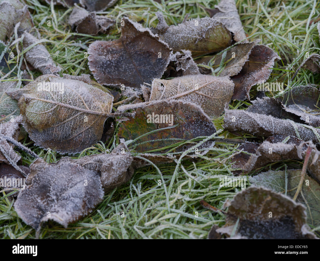 Les feuilles des arbres de pomme surgelé glace hiver Banque D'Images
