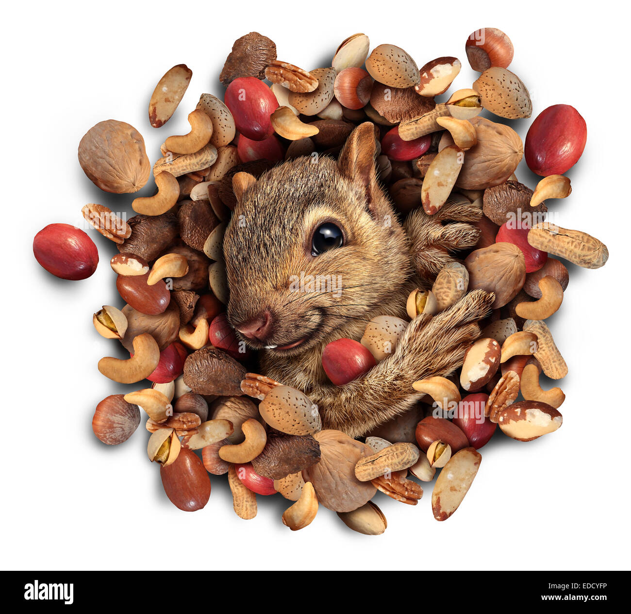 Squirrel nut concept rafale comme un mignon petit rongeur poilu qui sortent d'un tas de noix comme symbole de nourriture abondante fortune et succès. Banque D'Images