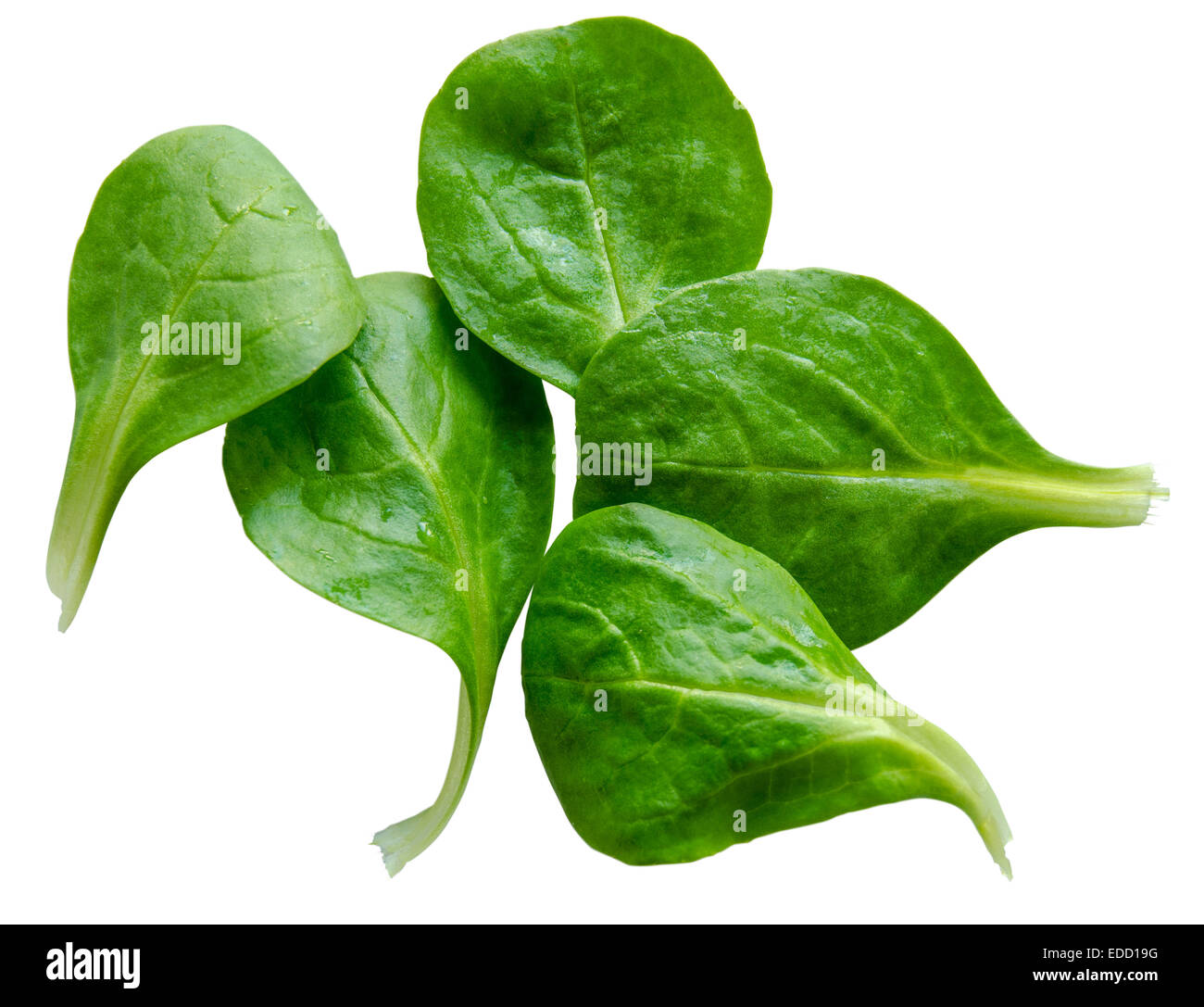 Feuilles de salade fraîche d'épinards lavés Banque D'Images