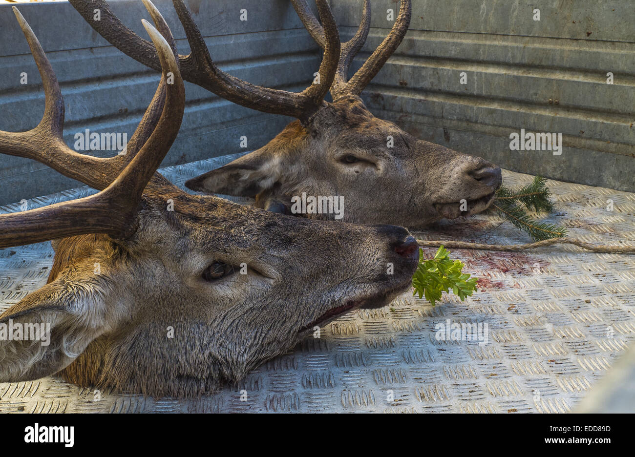 trophee de chasse banque d image et photos alamy