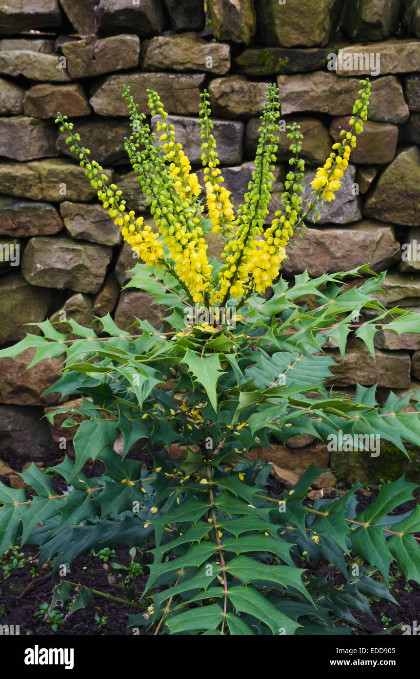 Mahonia x media 'Winter Sun' Banque D'Images