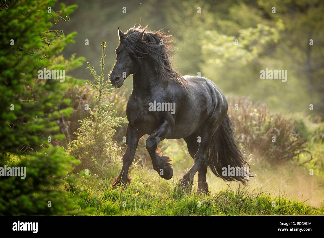 Cheval frison étalon noir forêt galopante California USA Banque D'Images