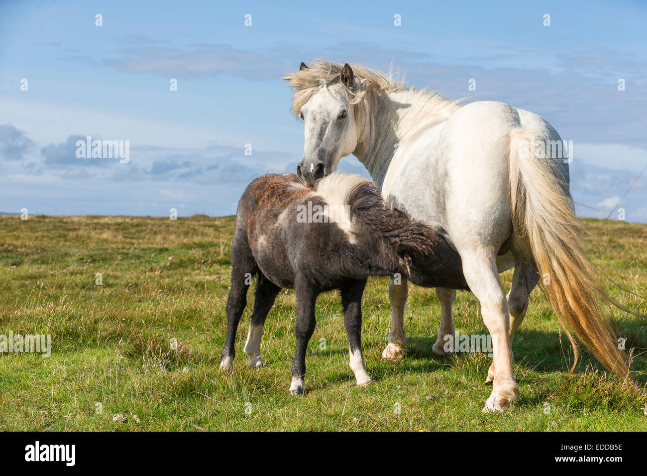 Poney Shetland jument grise suckling poulain Shetland Unst Banque D'Images