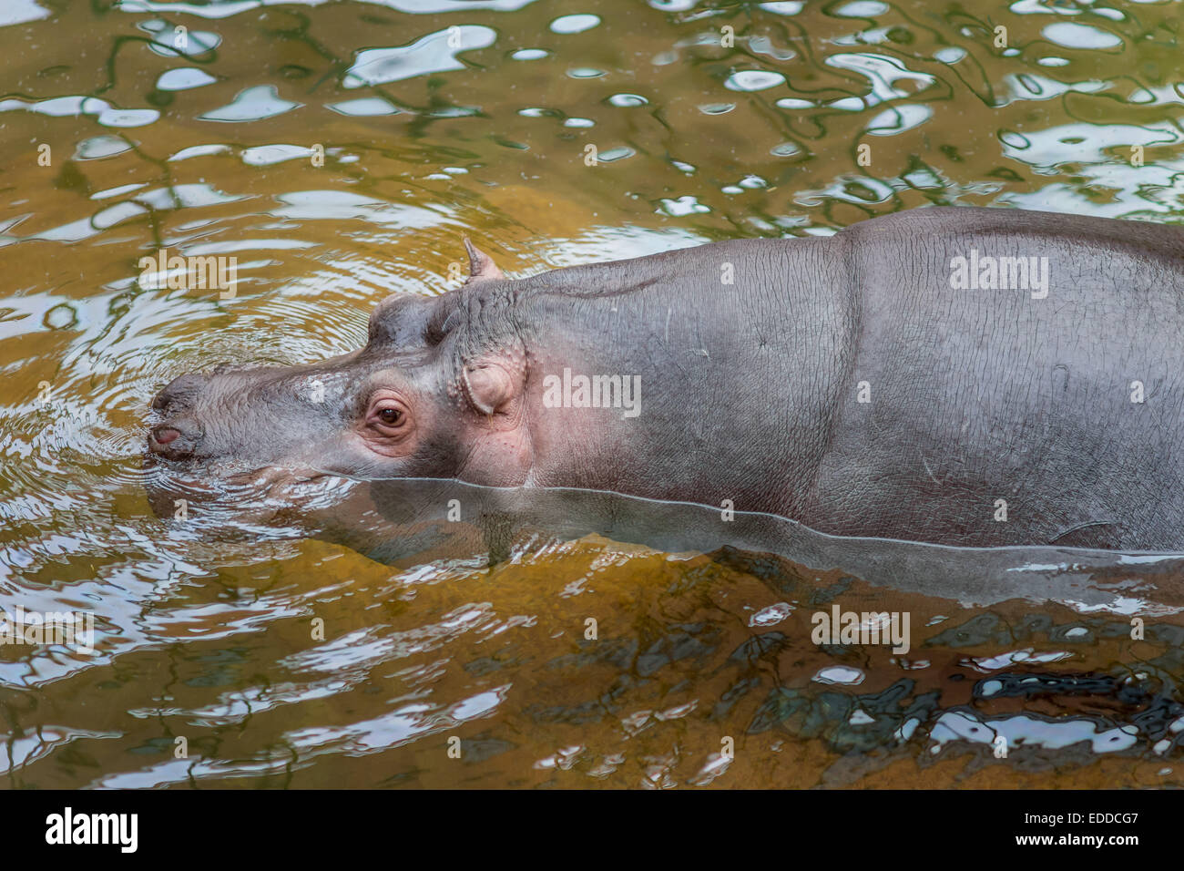 Hippopotamus dans l'eau Banque D'Images