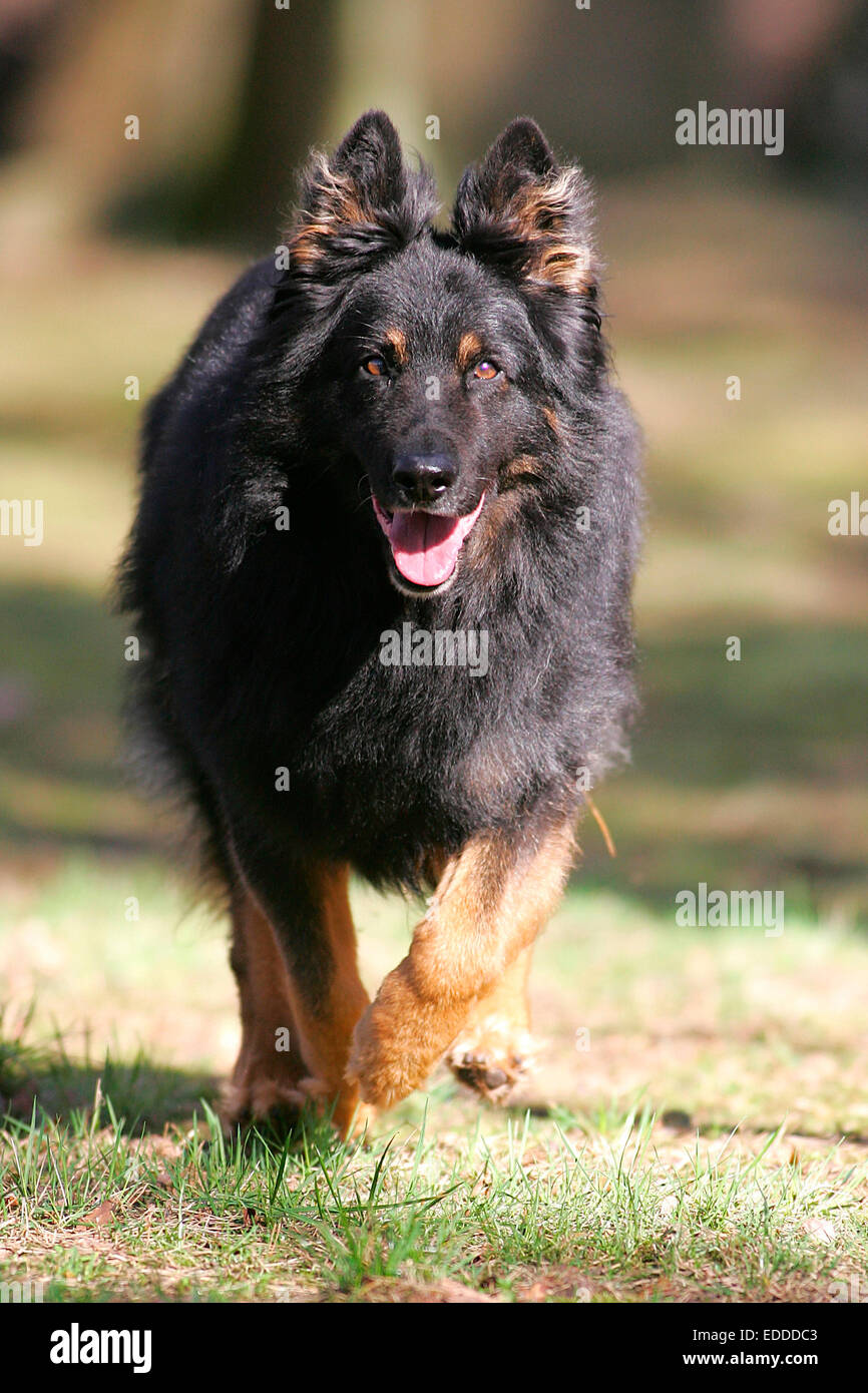 Bohemian Shepherd Hot courir vers l'Allemagne de l'appareil photo Banque D'Images