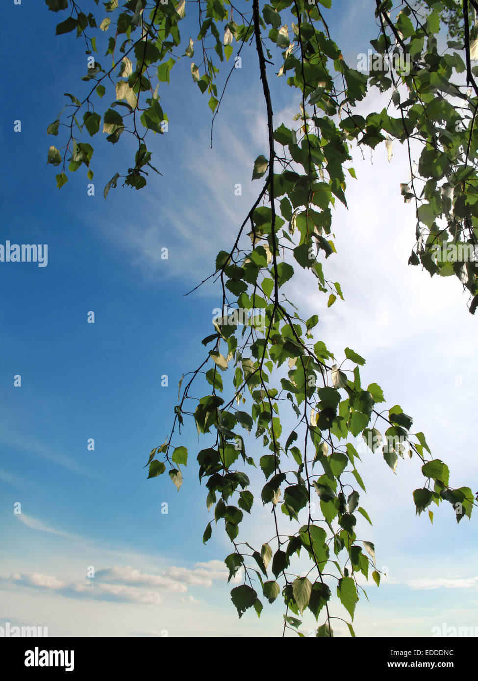 Branche d'un bouleau à feuilles vertes sur fond de ciel Banque D'Images