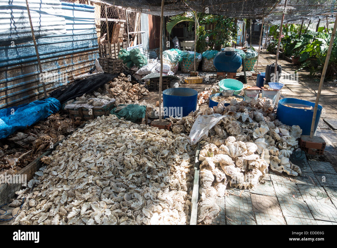 Les espèces protégées en partie de coquillages pour faire des bijoux et décoration, Vung Tao, Vietnam Banque D'Images