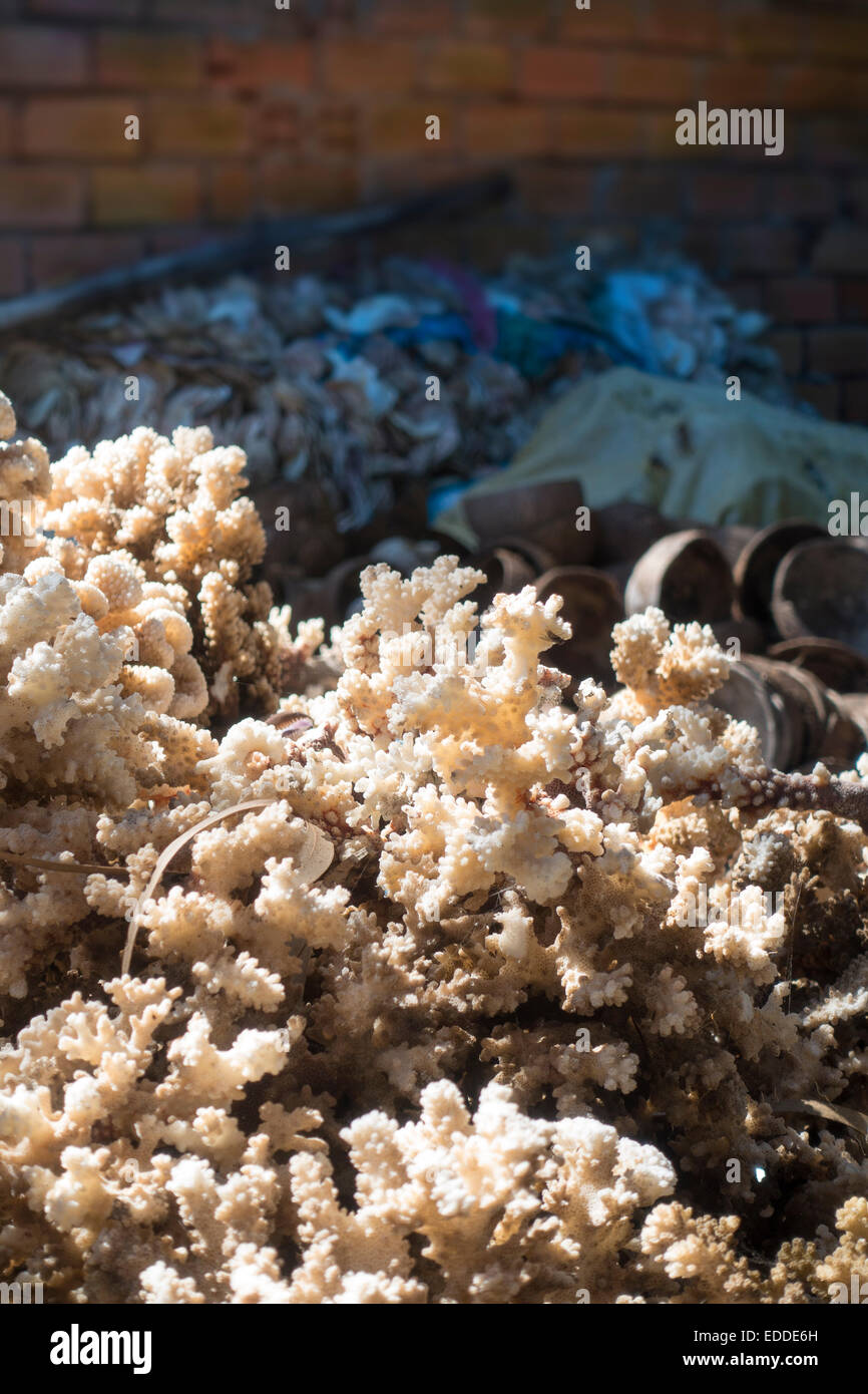 Partiellement protégé espèces de coraux pour la fabrication de bijoux et de décoration dans une usine, Vung Tao, Vietnam Banque D'Images