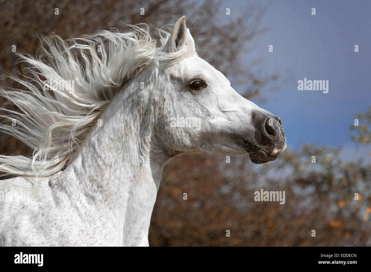 Tête portrait, pur-sang arabes, chevaux mare, au galop, en Rhénanie du Nord-Westphalie, Allemagne Banque D'Images