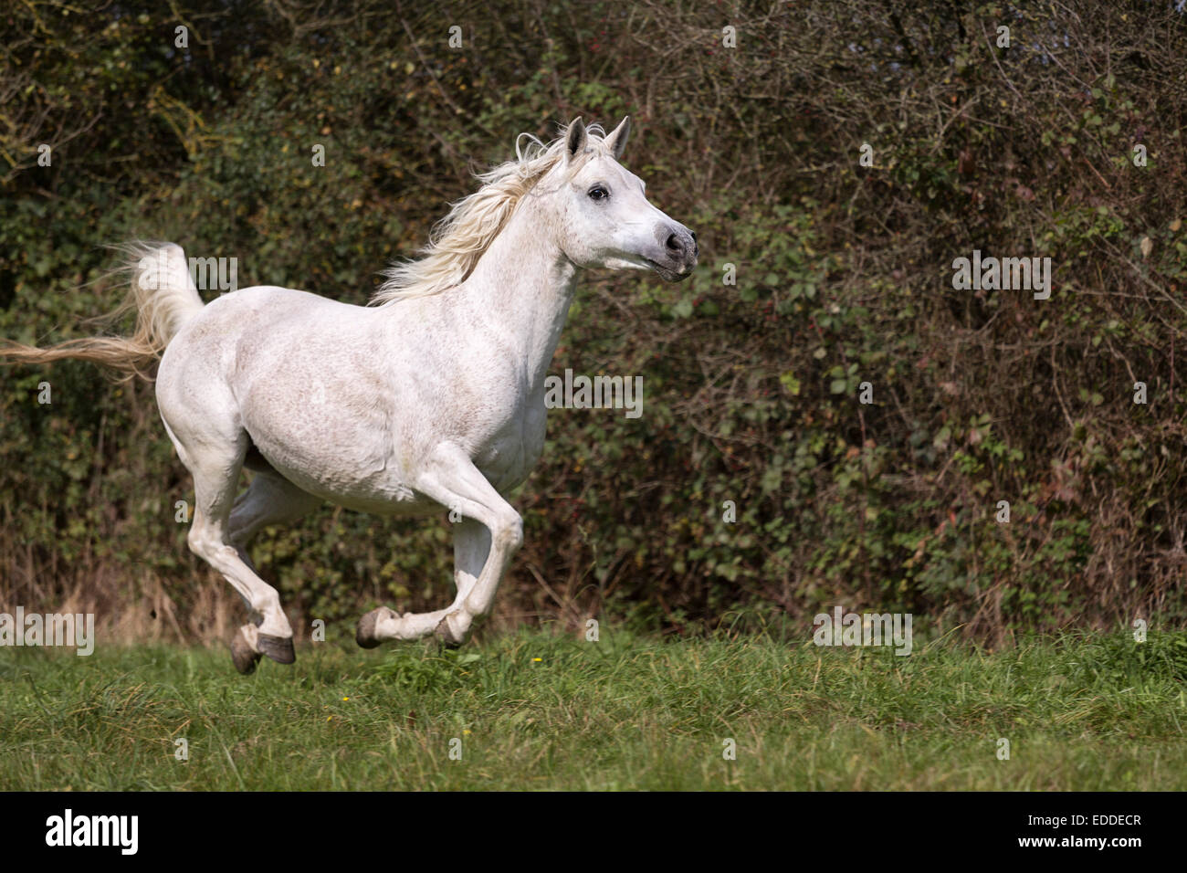 Cheval pur-sang arabe au galop, la phase de suspension, Rhénanie du Nord-Westphalie, Allemagne Banque D'Images