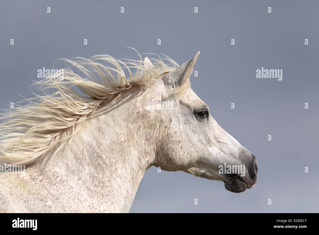 Tête portrait, pur-sang arabes, chevaux mare, au galop, en Rhénanie du Nord-Westphalie, Allemagne Banque D'Images