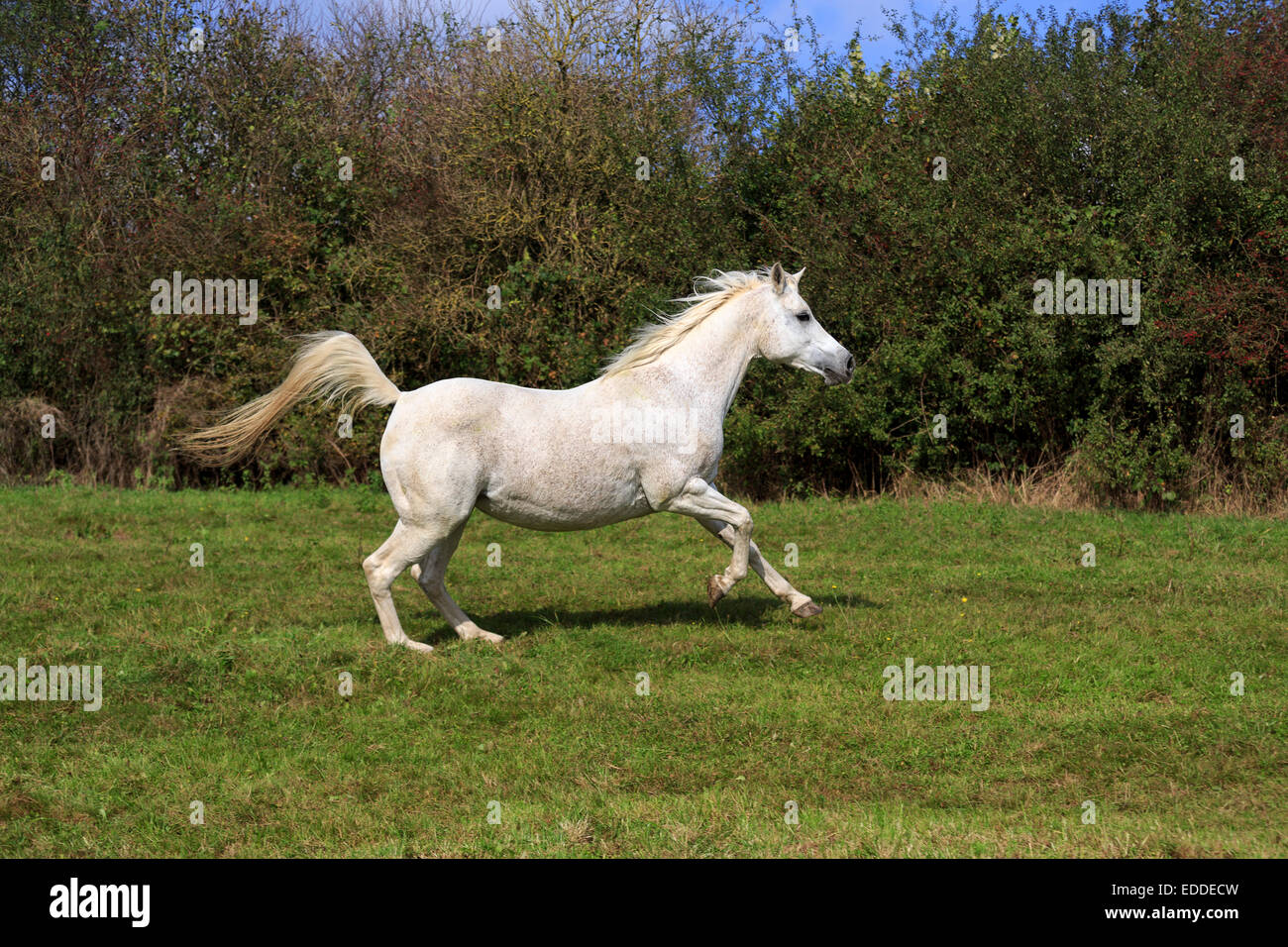 Cheval pur-sang arabe au galop, queue haute, en Rhénanie du Nord-Westphalie, Allemagne Banque D'Images