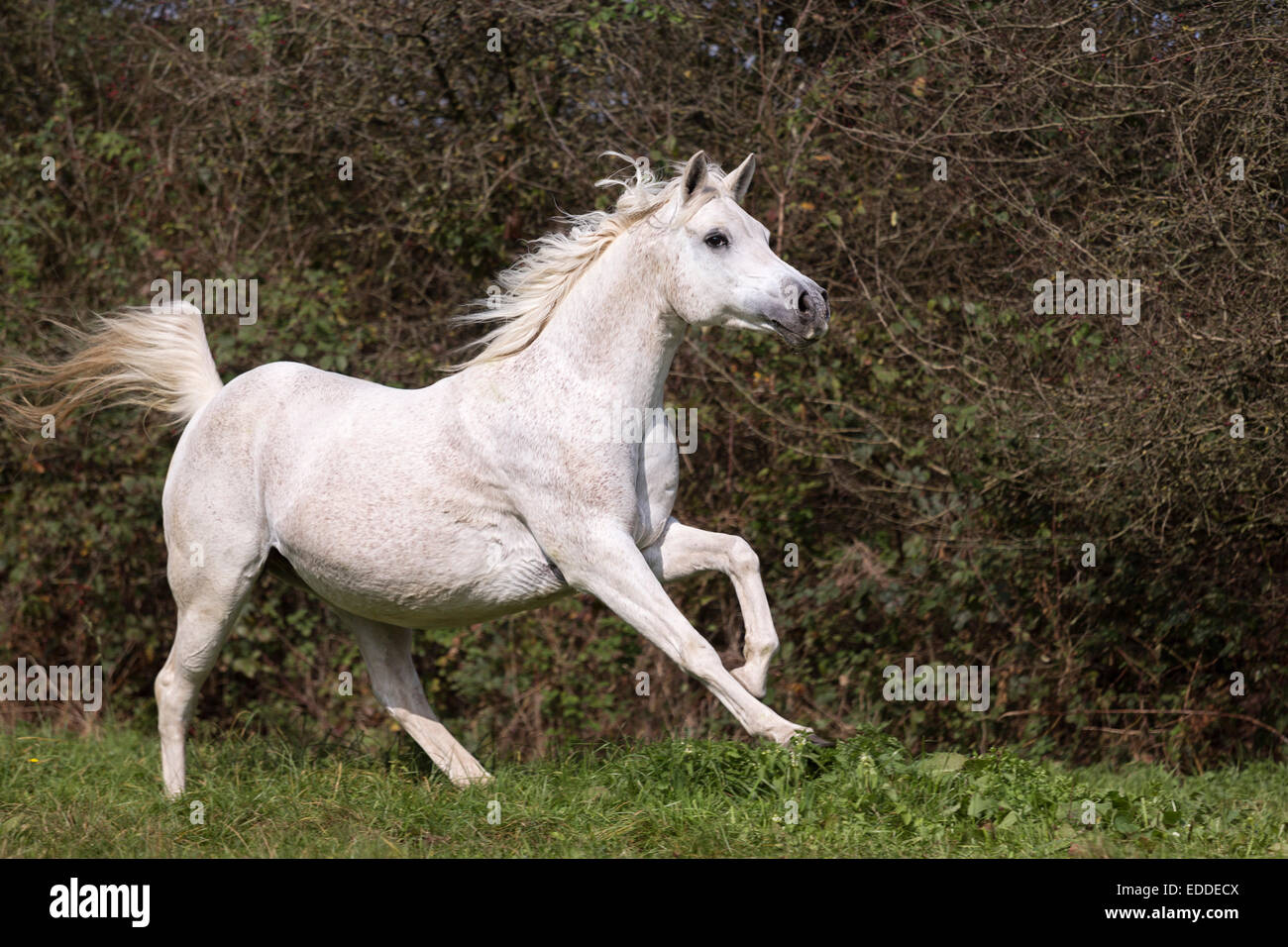 Pur-sang arabes, chevaux au galop, la phase de suspension, Rhénanie du Nord-Westphalie, Allemagne Banque D'Images
